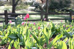 JensenBotanicalGradens-0001