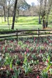 JensenBotanicalGradens-0002
