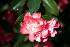 JensenBotanicalGradens-0006