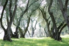 JensenBotanicalGradens-0008