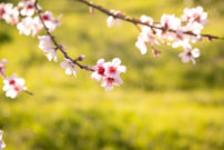 blooming flower buds on a tree branch with lush farmland behind it